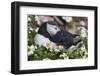 Iceland, Breidavik, Puffin Nesting Among the Daisies-Hollice Looney-Framed Photographic Print