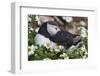 Iceland, Breidavik, Puffin Nesting Among the Daisies-Hollice Looney-Framed Photographic Print