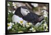 Iceland, Breidavik, Puffin Nesting Among the Daisies-Hollice Looney-Framed Photographic Print