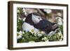 Iceland, Breidavik, Puffin Nesting Among the Daisies-Hollice Looney-Framed Photographic Print