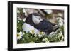 Iceland, Breidavik, Puffin Nesting Among the Daisies-Hollice Looney-Framed Photographic Print