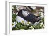 Iceland, Breidavik, Puffin Nesting Among the Daisies-Hollice Looney-Framed Photographic Print