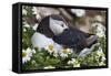 Iceland, Breidavik, Puffin Nesting Among the Daisies-Hollice Looney-Framed Stretched Canvas