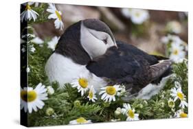 Iceland, Breidavik, Puffin Nesting Among the Daisies-Hollice Looney-Stretched Canvas
