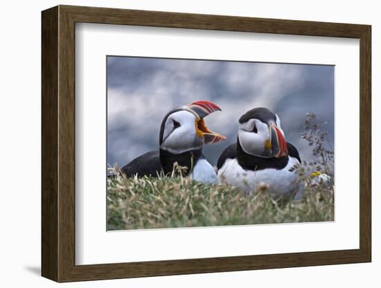 Iceland, Breidavik, Puffins-Hollice Looney-Framed Photographic Print