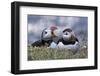 Iceland, Breidavik, Puffins-Hollice Looney-Framed Photographic Print