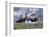 Iceland, Breidavik, Puffins-Hollice Looney-Framed Photographic Print