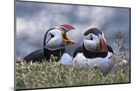 Iceland, Breidavik, Puffins-Hollice Looney-Mounted Photographic Print