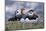 Iceland, Breidavik, Puffins-Hollice Looney-Mounted Photographic Print