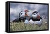 Iceland, Breidavik, Puffins-Hollice Looney-Framed Stretched Canvas