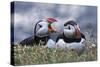 Iceland, Breidavik, Puffins-Hollice Looney-Stretched Canvas