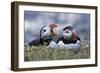 Iceland, Breidavik, Puffins-Hollice Looney-Framed Photographic Print