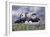 Iceland, Breidavik, Puffins-Hollice Looney-Framed Photographic Print