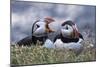 Iceland, Breidavik, Puffins-Hollice Looney-Mounted Photographic Print