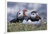 Iceland, Breidavik, Puffins-Hollice Looney-Framed Photographic Print