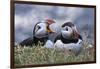 Iceland, Breidavik, Puffins-Hollice Looney-Framed Photographic Print