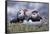 Iceland, Breidavik, Puffins-Hollice Looney-Framed Stretched Canvas