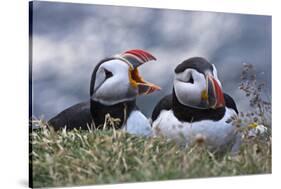 Iceland, Breidavik, Puffins-Hollice Looney-Stretched Canvas