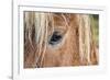 Iceland. Close-Up of Eye and Head of Icelandic Horse-Jaynes Gallery-Framed Photographic Print