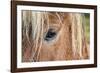 Iceland. Close-Up of Eye and Head of Icelandic Horse-Jaynes Gallery-Framed Photographic Print