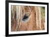 Iceland. Close-Up of Eye and Head of Icelandic Horse-Jaynes Gallery-Framed Photographic Print