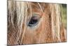 Iceland. Close-Up of Eye and Head of Icelandic Horse-Jaynes Gallery-Mounted Photographic Print