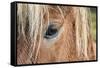 Iceland. Close-Up of Eye and Head of Icelandic Horse-Jaynes Gallery-Framed Stretched Canvas