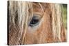 Iceland. Close-Up of Eye and Head of Icelandic Horse-Jaynes Gallery-Stretched Canvas