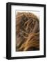 Iceland. Close-up of Icelandic horse's head.-Cathy and Gordon Illg-Framed Photographic Print