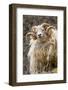 Iceland. Close-up of Icelandic sheep.-Jaynes Gallery-Framed Photographic Print