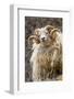Iceland. Close-up of Icelandic sheep.-Jaynes Gallery-Framed Photographic Print