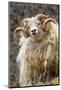 Iceland. Close-up of Icelandic sheep.-Jaynes Gallery-Mounted Photographic Print