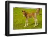 Iceland. Dyrholaey. Icelandic Horse Foal on a Farm-Inger Hogstrom-Framed Photographic Print