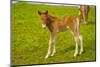 Iceland. Dyrholaey. Icelandic Horse Foal on a Farm-Inger Hogstrom-Mounted Photographic Print