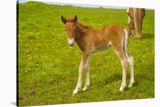 Iceland. Dyrholaey. Icelandic Horse Foal on a Farm-Inger Hogstrom-Stretched Canvas