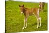 Iceland. Dyrholaey. Icelandic Horse Foal on a Farm-Inger Hogstrom-Stretched Canvas