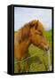 Iceland. Dyrholaey. Icelandic Horse on a Farm-Inger Hogstrom-Framed Stretched Canvas