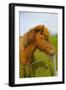 Iceland. Dyrholaey. Icelandic Horse on a Farm-Inger Hogstrom-Framed Photographic Print