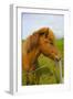 Iceland. Dyrholaey. Icelandic Horse on a Farm-Inger Hogstrom-Framed Photographic Print