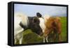 Iceland. Dyrholaey. Icelandic Horses on a Farm-Inger Hogstrom-Framed Stretched Canvas