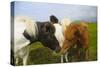 Iceland. Dyrholaey. Icelandic Horses on a Farm-Inger Hogstrom-Stretched Canvas