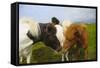 Iceland. Dyrholaey. Icelandic Horses on a Farm-Inger Hogstrom-Framed Stretched Canvas