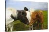 Iceland. Dyrholaey. Icelandic Horses on a Farm-Inger Hogstrom-Stretched Canvas