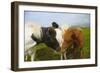 Iceland. Dyrholaey. Icelandic Horses on a Farm-Inger Hogstrom-Framed Photographic Print