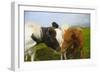 Iceland. Dyrholaey. Icelandic Horses on a Farm-Inger Hogstrom-Framed Photographic Print