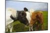 Iceland. Dyrholaey. Icelandic Horses on a Farm-Inger Hogstrom-Mounted Photographic Print