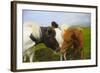 Iceland. Dyrholaey. Icelandic Horses on a Farm-Inger Hogstrom-Framed Photographic Print