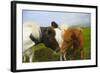 Iceland. Dyrholaey. Icelandic Horses on a Farm-Inger Hogstrom-Framed Photographic Print