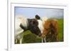 Iceland. Dyrholaey. Icelandic Horses on a Farm-Inger Hogstrom-Framed Photographic Print