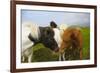 Iceland. Dyrholaey. Icelandic Horses on a Farm-Inger Hogstrom-Framed Photographic Print